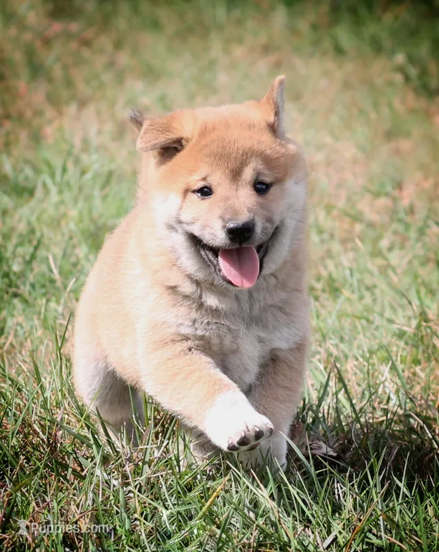 Marshmallow  – Shiba Inu puppy for sale in Augusta, WI