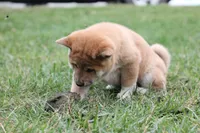 Marshmallow , a male Shiba Inu for sale in Augusta, WI – 5 of 7