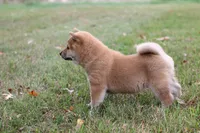 Marshmallow , a male Shiba Inu for sale in Augusta, WI – 7 of 7