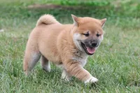 Socks, a male Shiba Inu for sale in Augusta, WI – 2 of 4