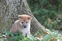 Midnight, a male Shiba Inu for sale in Augusta, WI – 7 of 7