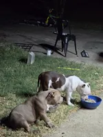 Henry, a male American Bully for sale in Durant, OK – 3 of 3