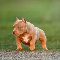 Lil Mayer, a female American Bully for sale in Durant, OK – 1 of 2