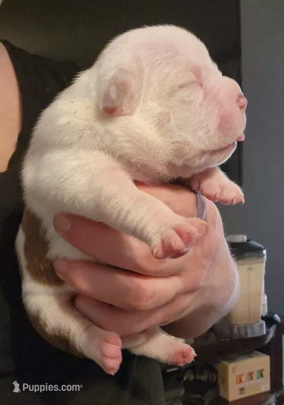 Henry – American Bully puppy for sale in Durant, OK