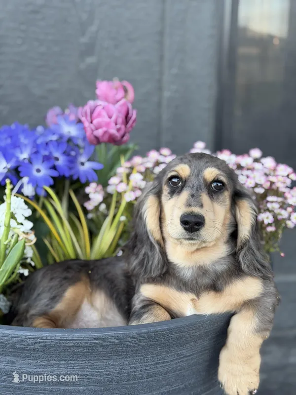 Colby – Miniature Dachshund puppy for sale in Moses Lake, WA