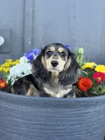 Rudy, a male Miniature Dachshund for sale in Moses Lake, WA – Photo 2 of 2