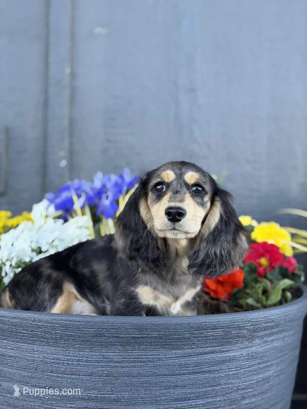 Rudy – Miniature Dachshund puppy for sale in Moses Lake, WA