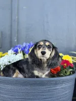 Rudy, a male Miniature Dachshund for sale in Moses Lake, WA – Photo 1 of 2