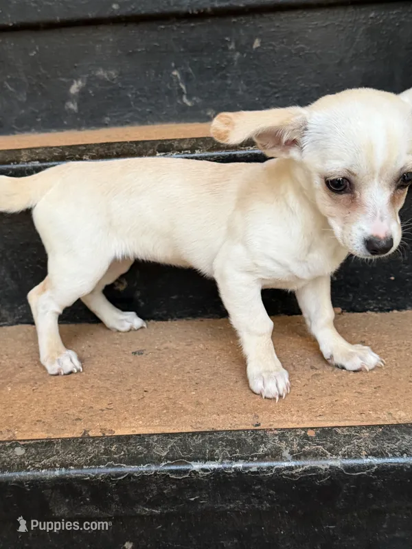 Rosie – Chihuahua puppy for sale in Greensboro, NC