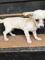 Rosie, a female Chihuahua for sale in Greensboro, NC – 1 of 3