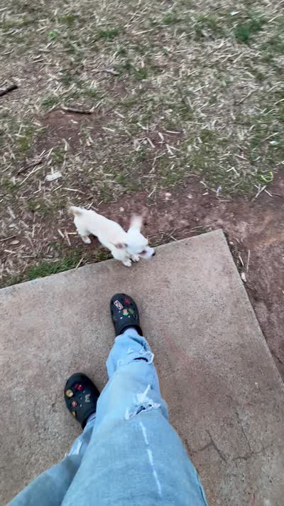 Rosie, a female Chihuahua for sale in Greensboro, NC – 3 of 3