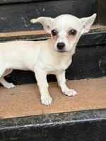 Rosie, a female Chihuahua for sale in Greensboro, NC – 2 of 3