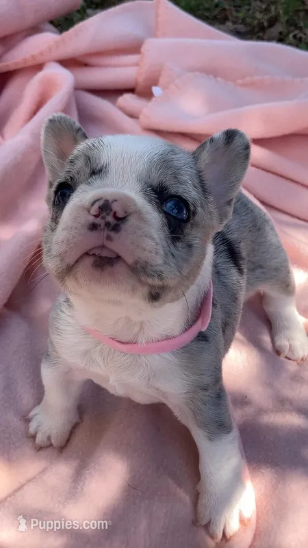 Elli – French Bulldog puppy for sale in Crossville, TN