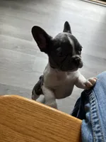Tipsy, a female French Bulldog for sale in Crossville, TN – 8 of 8