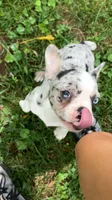 Journey is TEENY, a female French Bulldog for sale in Crossville, TN – 7 of 7