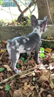 Jet, a male French Bulldog for sale in Crossville, TN – 6 of 9
