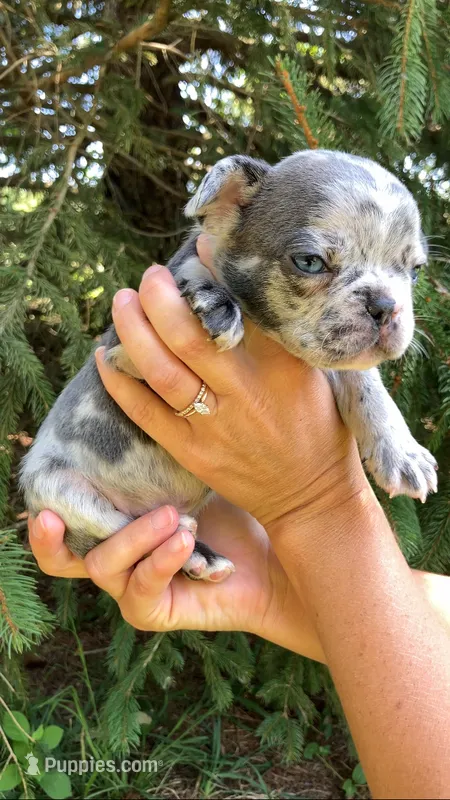 Merle male – French Bulldog puppy for sale in Crossville, TN