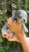 Merle male, a male French Bulldog for sale in Crossville, TN – 1 of 7