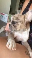 Jewels, a female French Bulldog for sale in Crossville, TN – 2 of 6