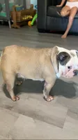 Dot, a female French Bulldog for sale in Crossville, TN – 2 of 3