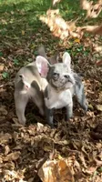 Jet, a male French Bulldog for sale in Crossville, TN – 8 of 9