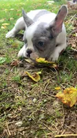 Butler, a male French Bulldog for sale in Crossville, TN – 6 of 9