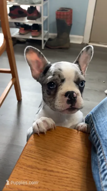 Journey is TEENY – French Bulldog puppy for sale in Crossville, TN