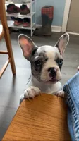 Journey is TEENY, a female French Bulldog for sale in Crossville, TN – 1 of 7