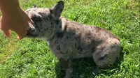 Gypsy, a female French Bulldog for sale in Crossville, TN – Photo 7 of 9
