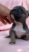Sable male, a male French Bulldog for sale in Crossville, TN – 7 of 10