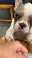 Butler, a male French Bulldog for sale in Crossville, TN – 10 of 10