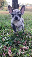 Jet, a male French Bulldog for sale in Crossville, TN – 4 of 9
