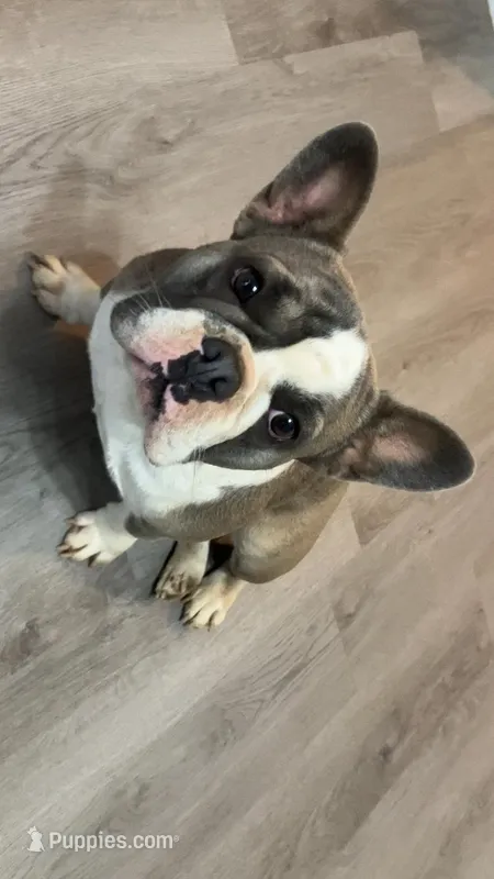 Luna – French Bulldog puppy for sale in Crossville, TN