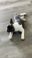 Tipsy, a female French Bulldog for sale in Crossville, TN – 5 of 8