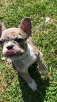 Jewels, a female French Bulldog for sale in Crossville, TN – Photo 5 of 8