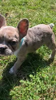 Jewels, a female French Bulldog for sale in Crossville, TN – Photo 1 of 8