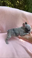 Male, a male French Bulldog for sale in Crossville, TN – 8 of 9