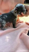 Merle male, a male French Bulldog for sale in Crossville, TN – 3 of 7