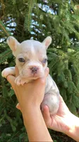 Peanut, a female French Bulldog for sale in Crossville, TN – 1 of 9