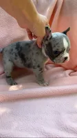 Male, a male French Bulldog for sale in Crossville, TN – 5 of 9