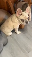 Ghost, a male French Bulldog for sale in Crossville, TN – 5 of 10