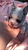 Sky, a female French Bulldog for sale in Crossville, TN – Photo 6 of 10