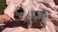Sky, a female French Bulldog for sale in Crossville, TN – Photo 4 of 10