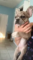 Jewels, a female French Bulldog for sale in Crossville, TN – 3 of 6
