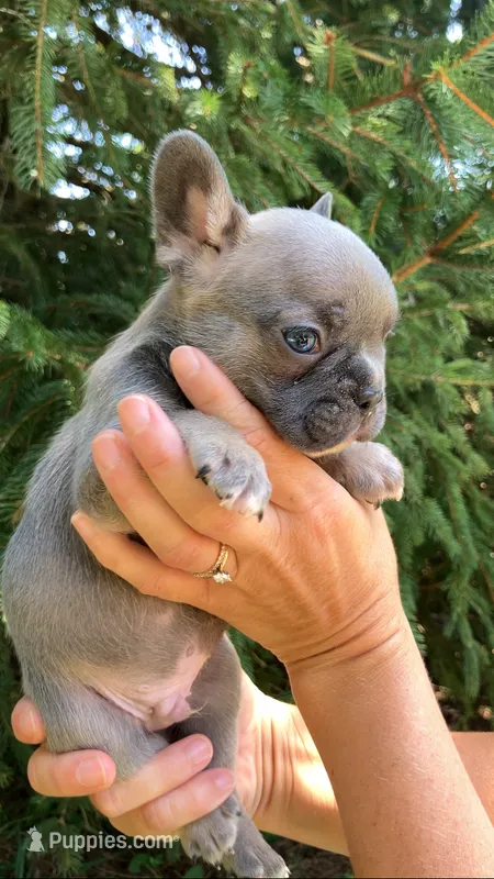 Sable male – French Bulldog puppy for sale in Crossville, TN