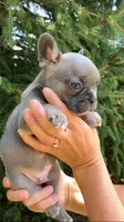 Sable male, a male French Bulldog for sale in Crossville, TN – 3 of 10