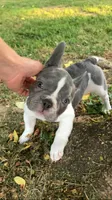 Tipsy, a female French Bulldog for sale in Crossville, TN – 7 of 8