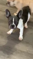 Tipsy, a female French Bulldog for sale in Crossville, TN – 4 of 8