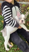 Butler, a male French Bulldog for sale in Crossville, TN – 1 of 9