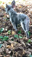 Jet, a male French Bulldog for sale in Crossville, TN – 3 of 9